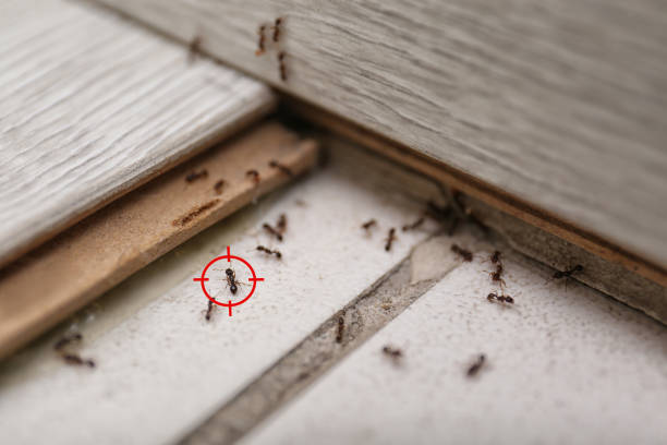Best Wildlife Control Services  in Mccord, OK