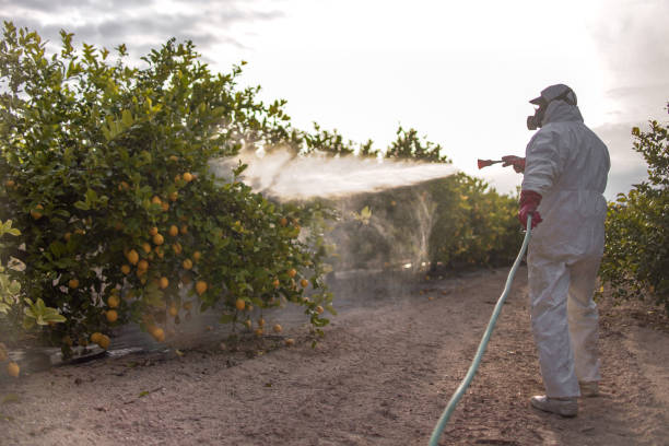 Wasp Removal Services in Mccord, OK